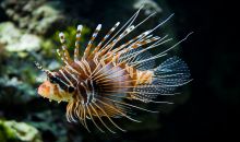 Pterois volitans